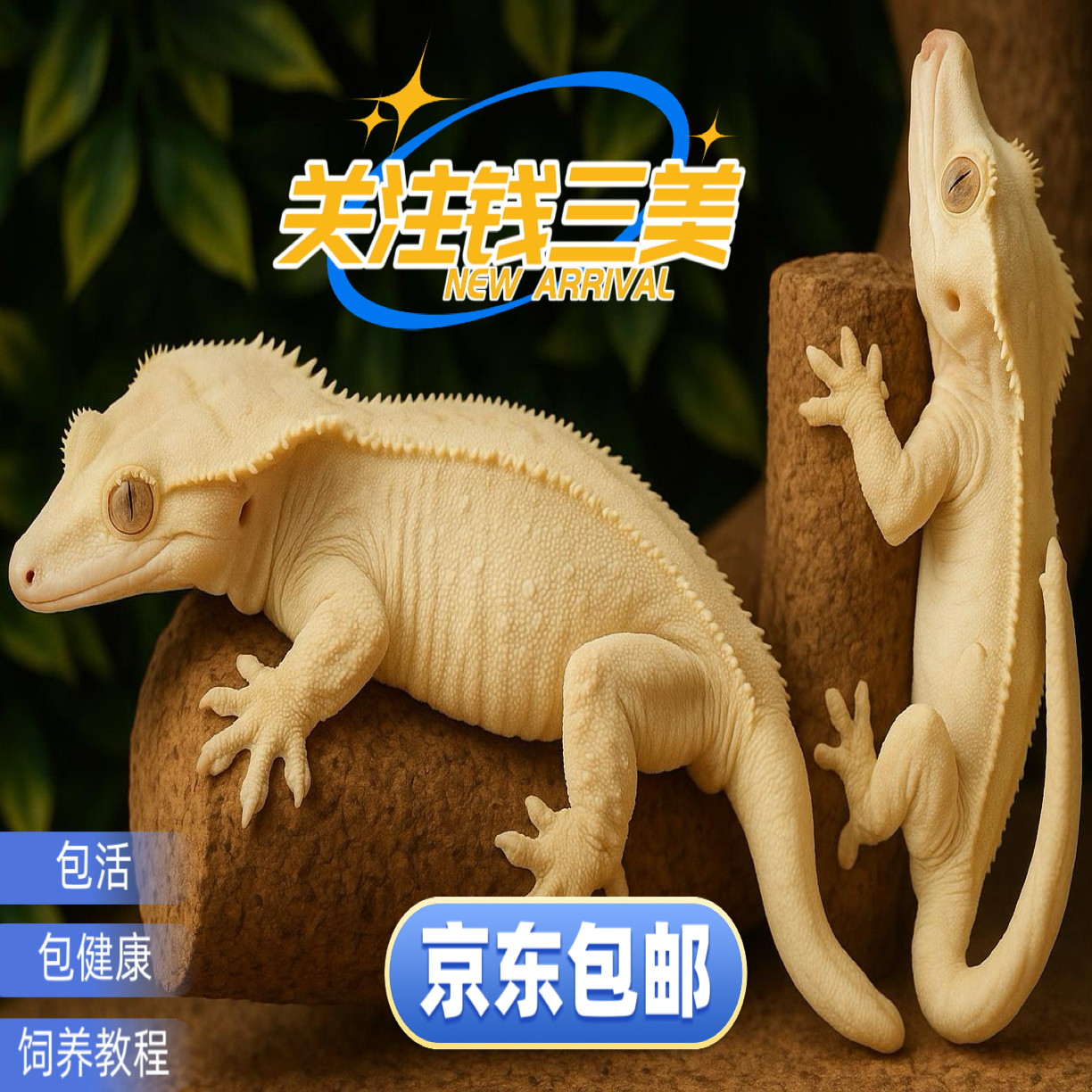 奶油捷角活体温顺可爱