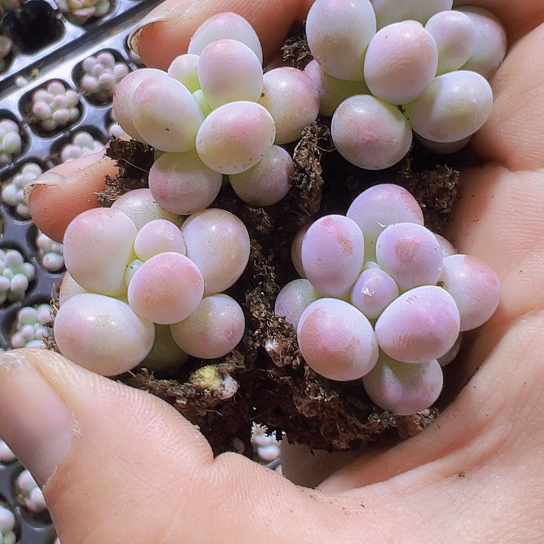 汤圆5个19包邮多肉植物