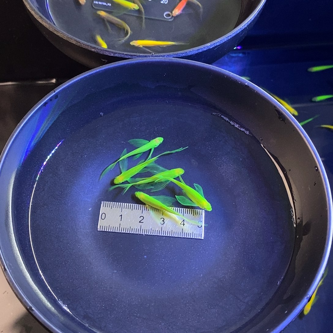 斑马鱼蝶翼斑马翡翠绿5个