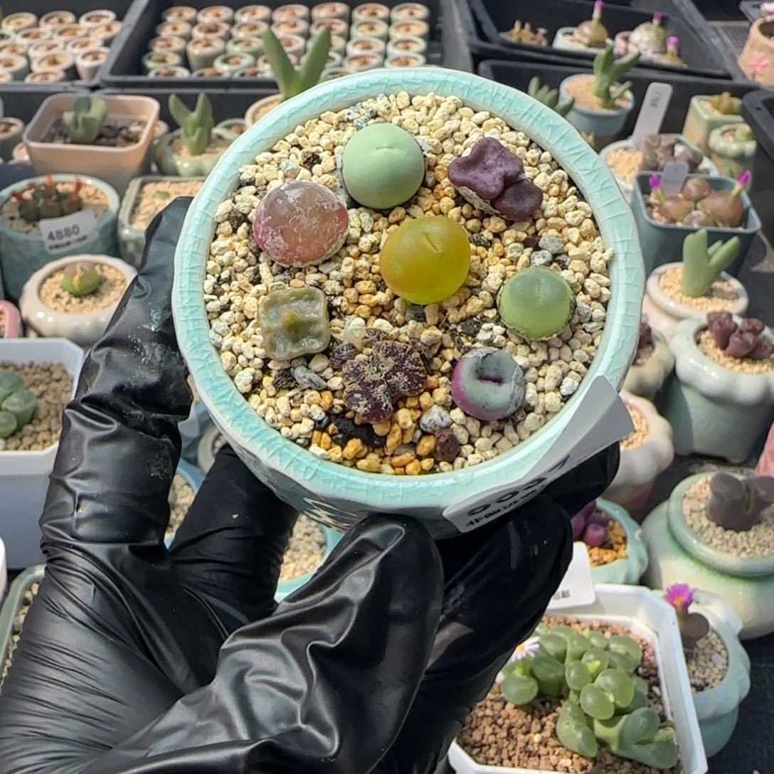 5537 -一物一拍 带盆