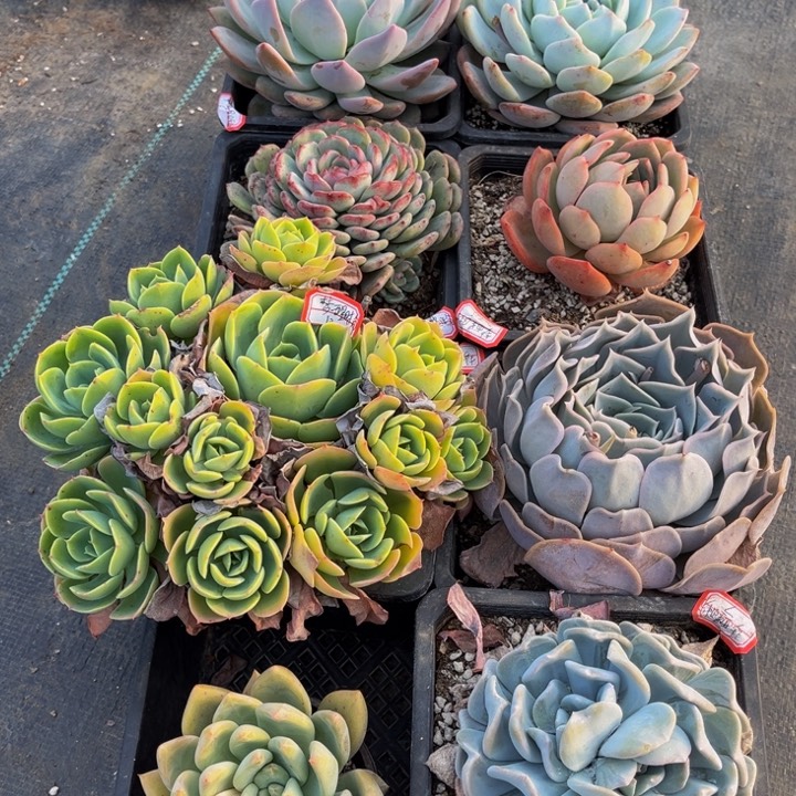 星*。北极熊雪橙白胖子麦当娜柠檬玫瑰春峰蓝鲸雪特