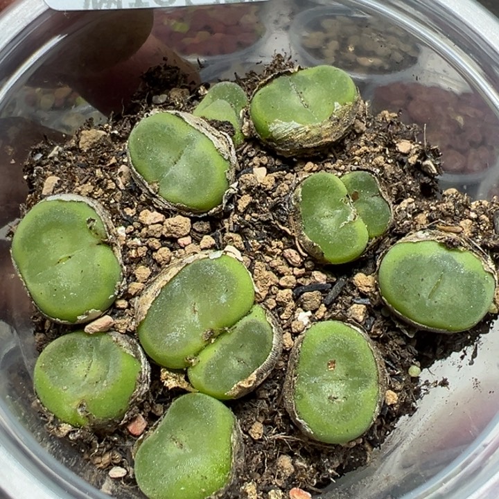 【闪购商品】 1046。       