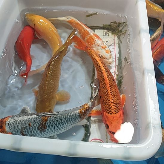 海水鱼锦鲤冷水鱼好养活