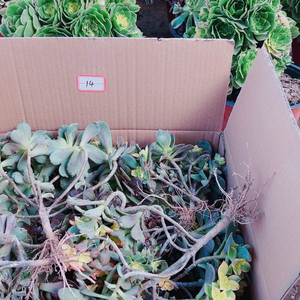 【闪购商品】无花朵张**妹14号套餐无售后