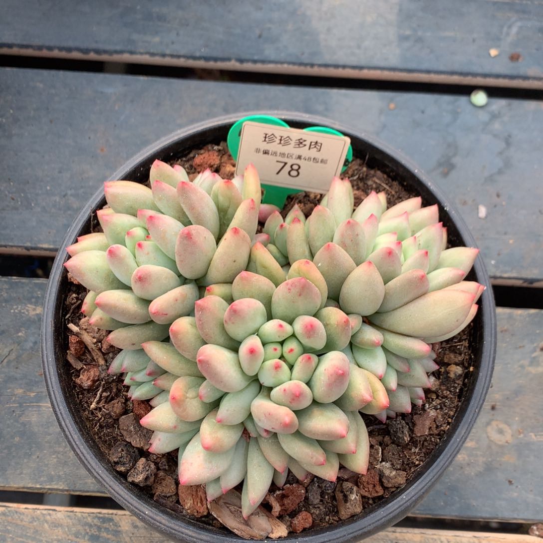 岩字无砍老桩10头78