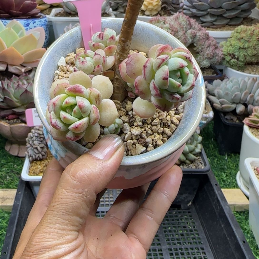 锦安精品多肉植物218