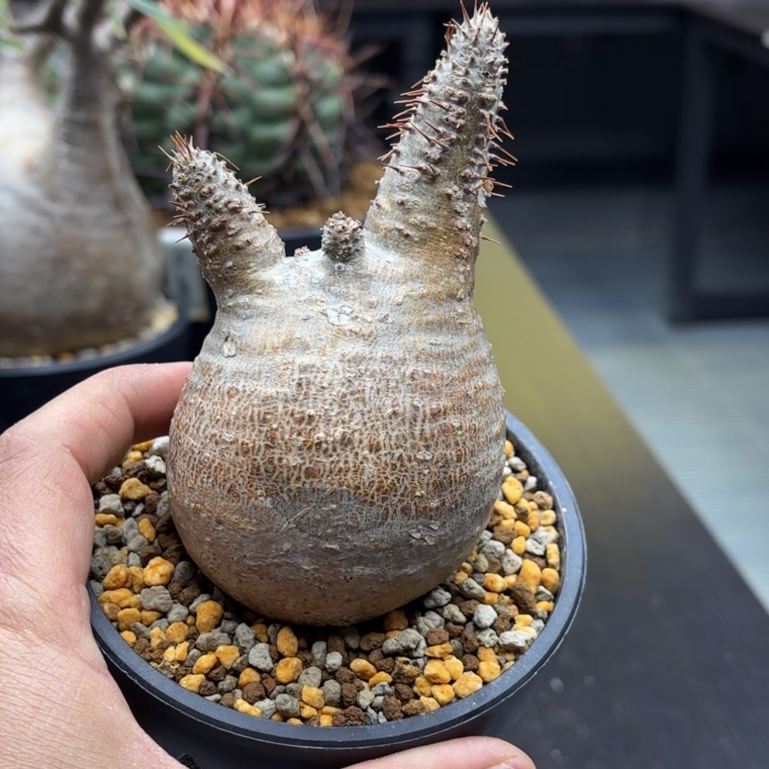 象牙宫带盆包邮一号