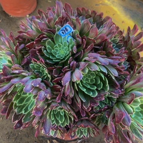 金丝楠木朵朵多肉176多肉