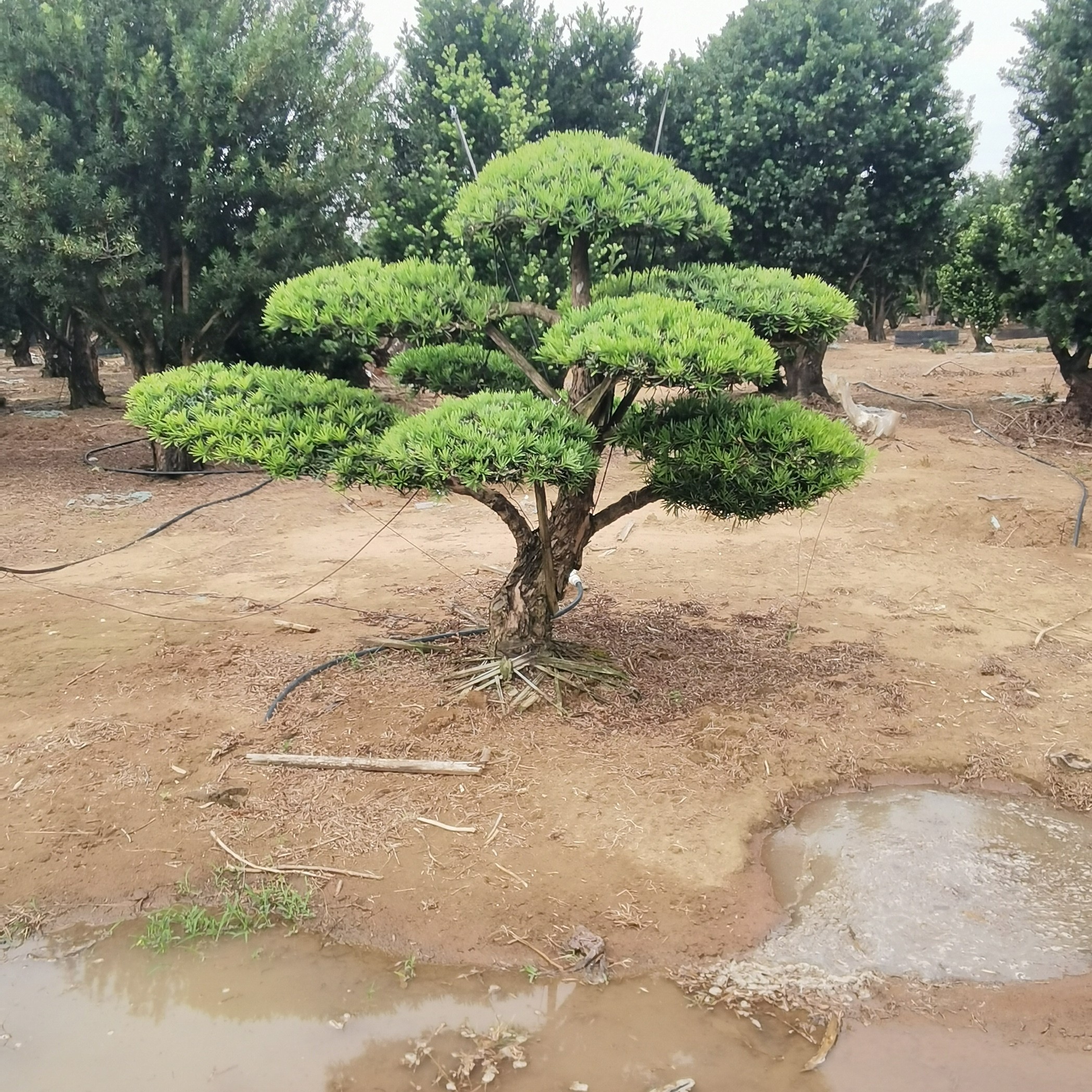 【大元.罗汉松】北海基地直供 庭院罗汉松定制 别墅造型树（预定金）