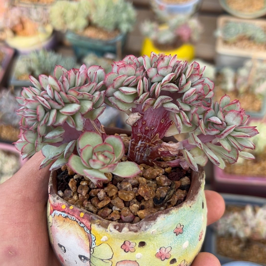 新年快乐 新年快乐