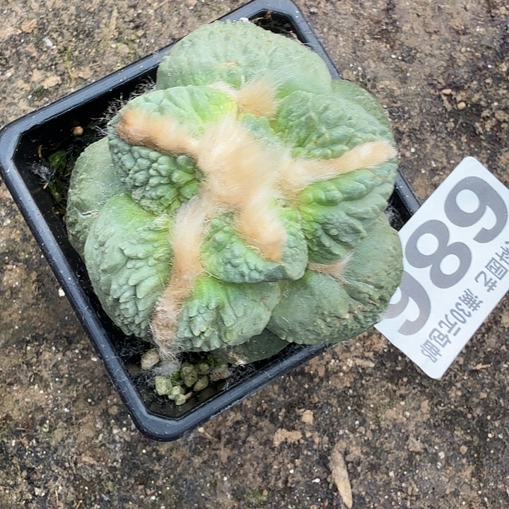 无花朵686大尤哥斯拉东三