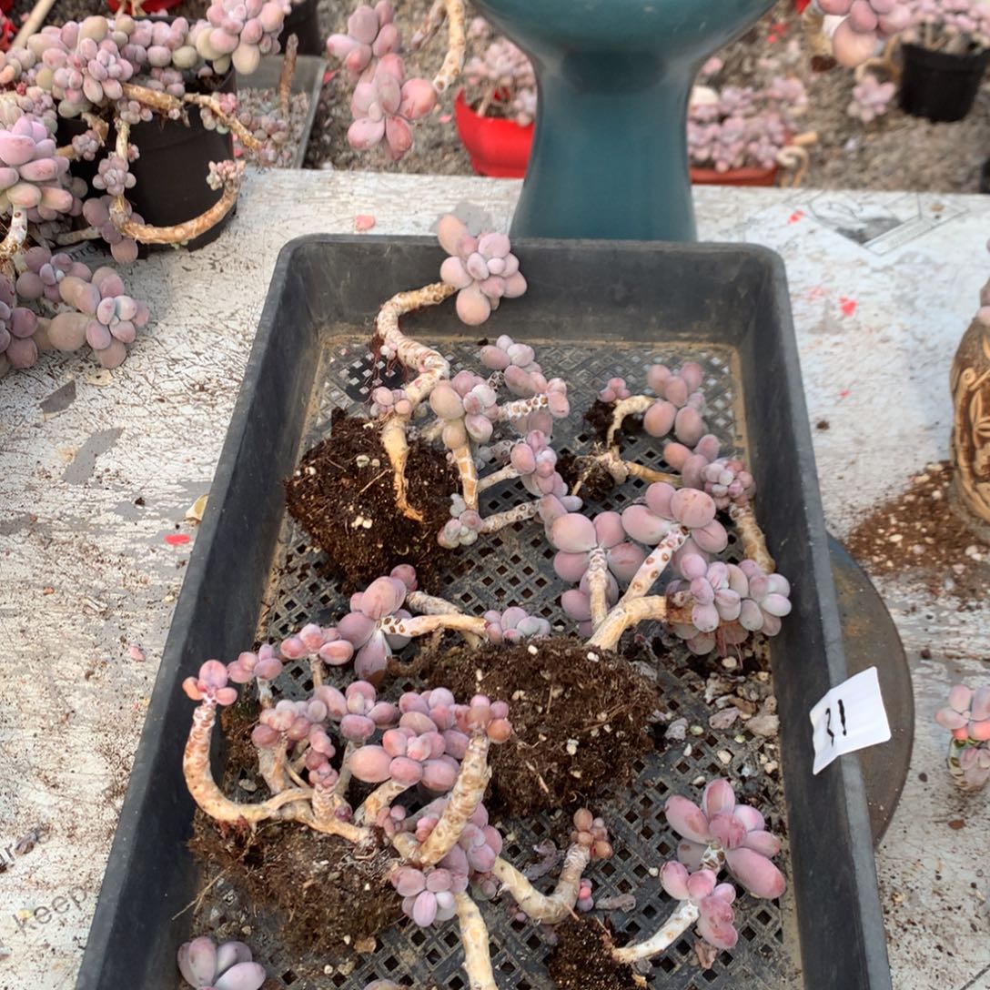 十***哥桃蛋断头31号不带盆