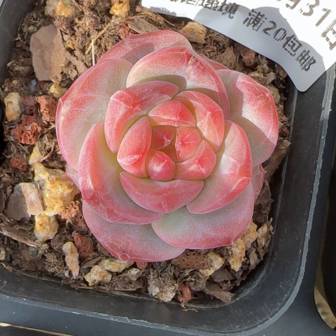 花语逸境0131-35