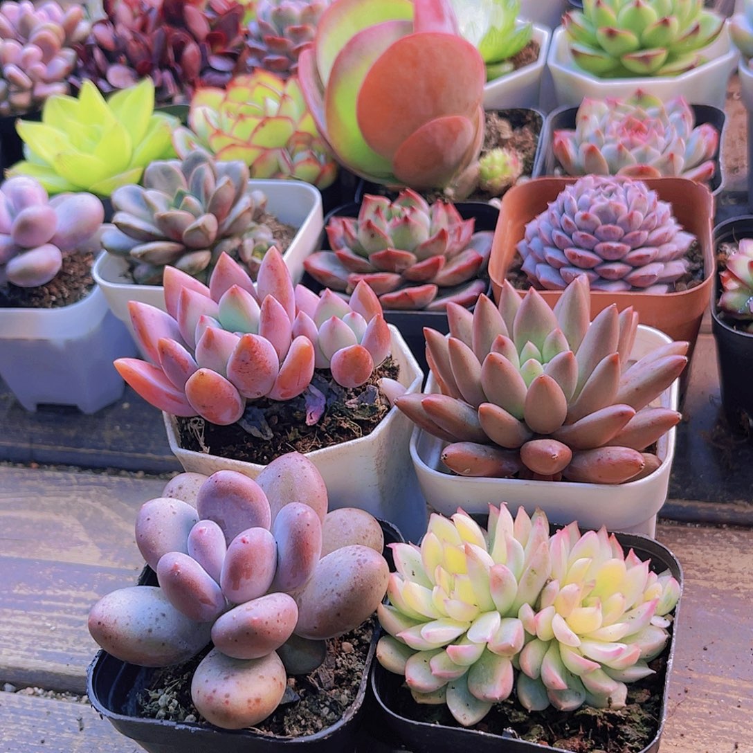 奥普。桃美人。女雏锦。蜻蜓