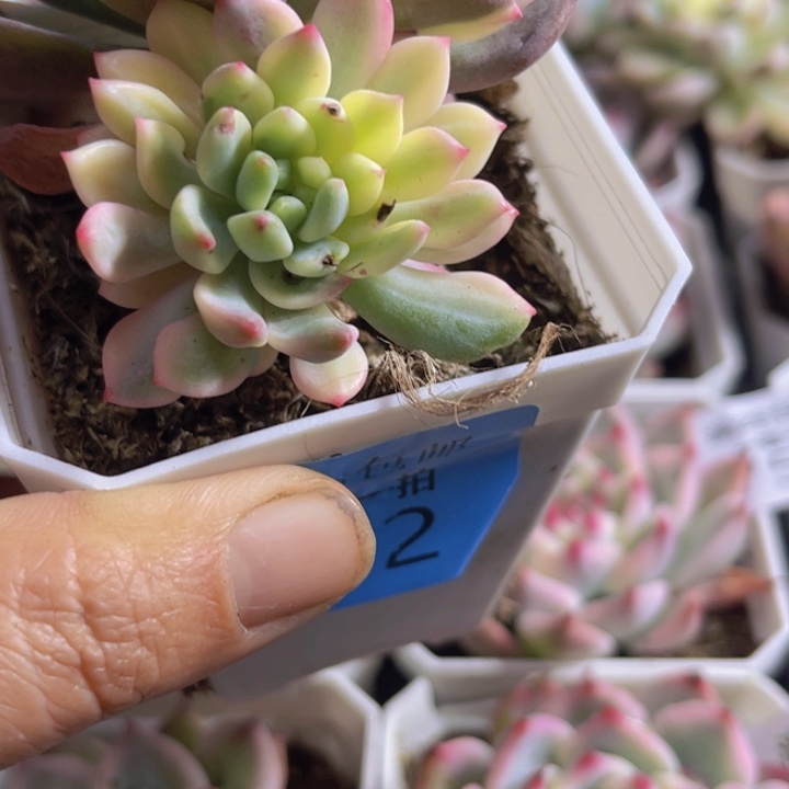 蓝苹果锦多肉植物262