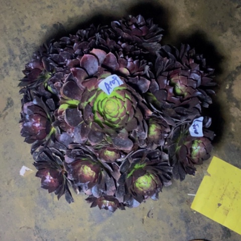 万黑多肉109多肉不包断