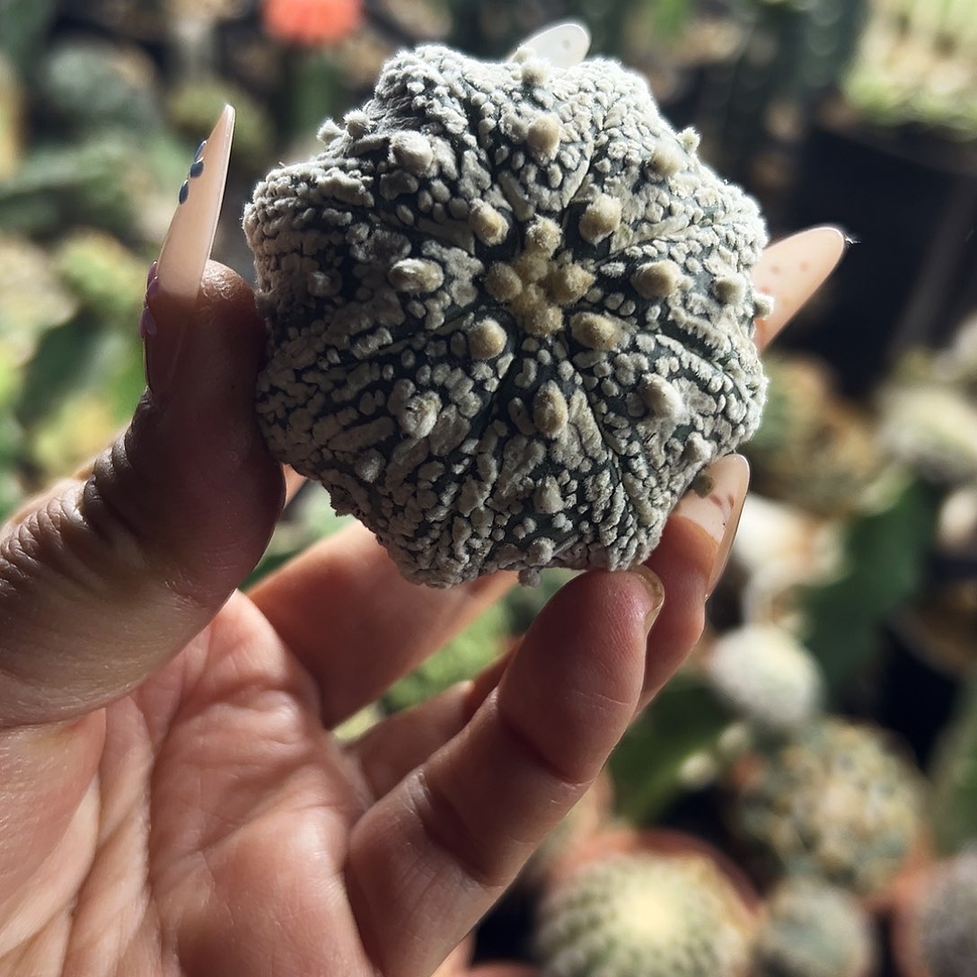 奇迹海星兜仙人球11111111111