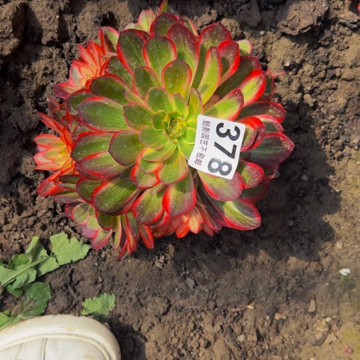 黑魔锦花25-20包邮花花