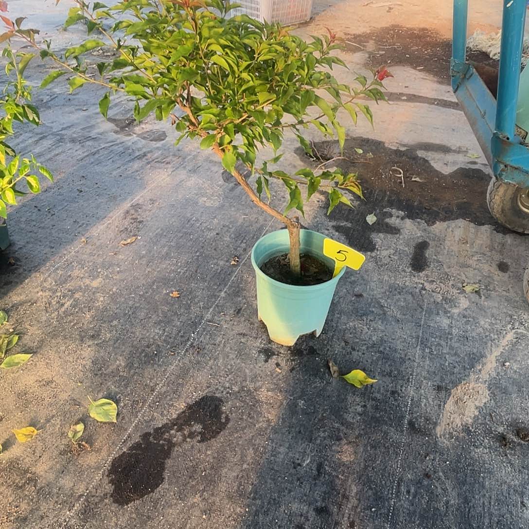 当前无花栽培后可以开花5热火桑巴桩