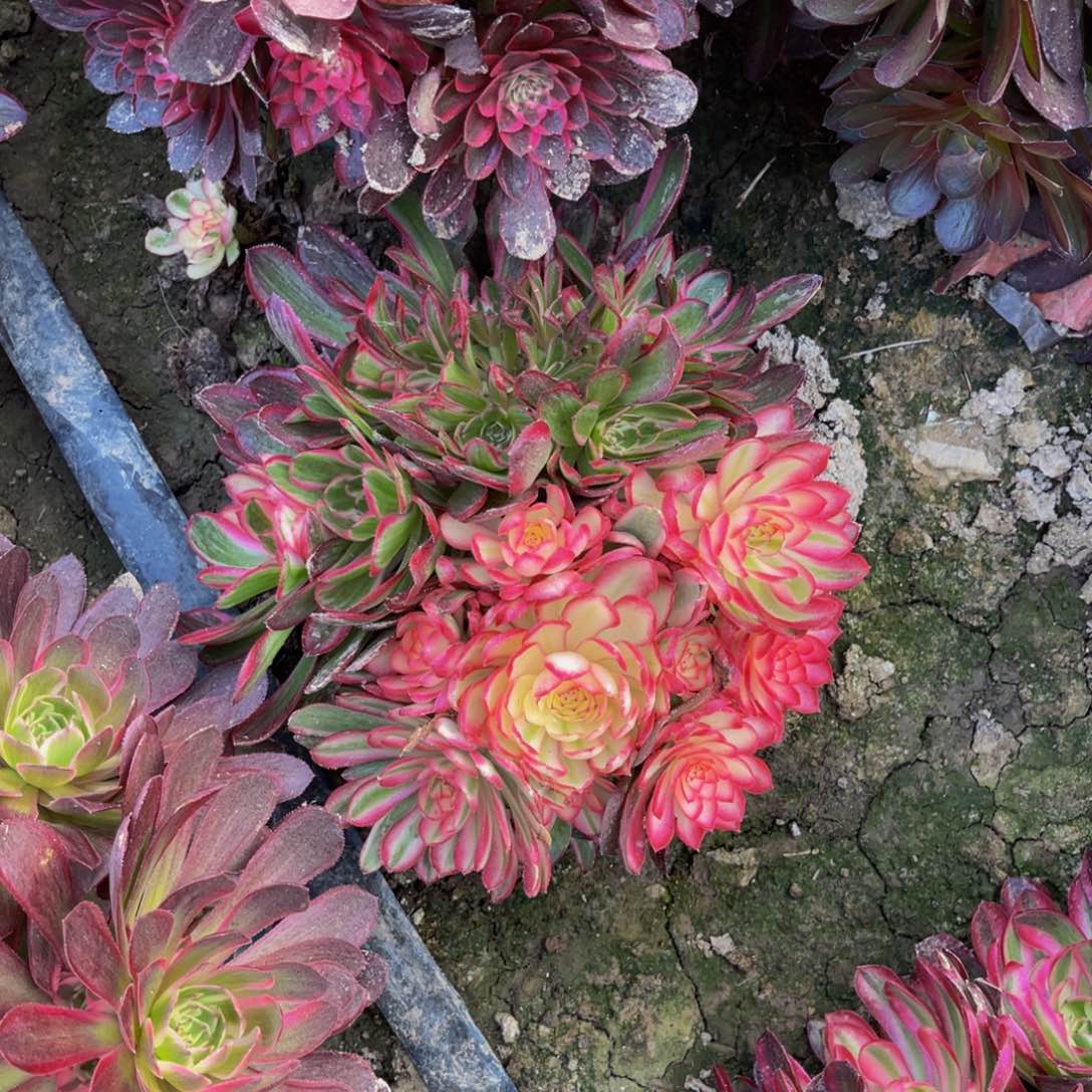 孔雀翎法师朵朵93