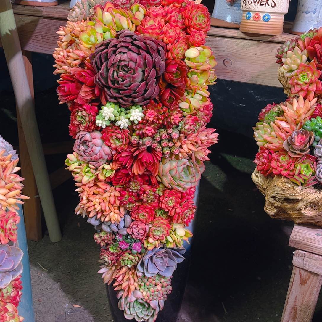 222个巨无霸三家福多肉植物