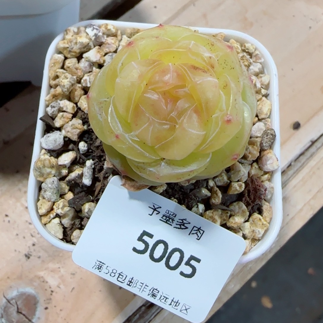 素素，5005多肉植物