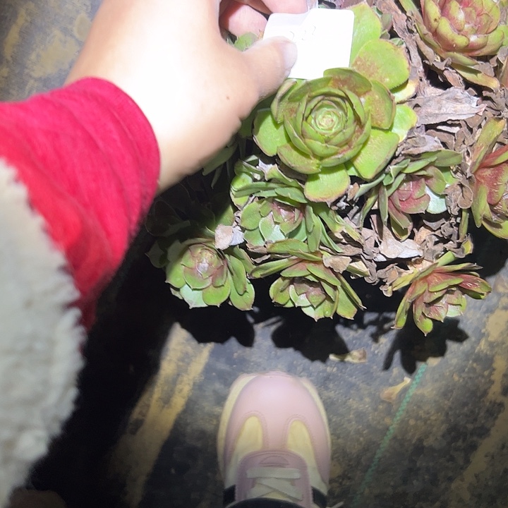 多肉法师植物链接222