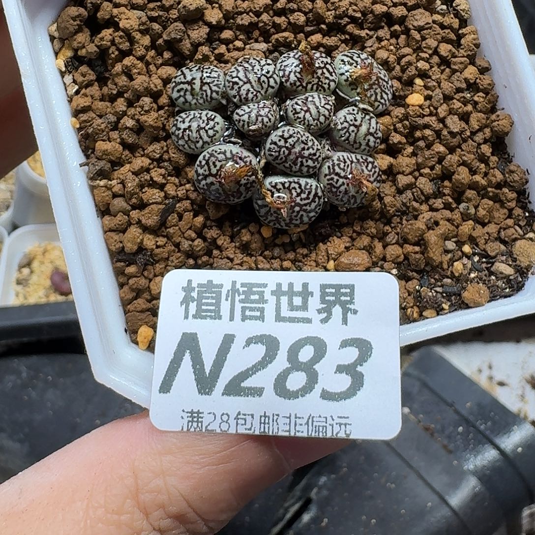 多肉植物的人生vbbn