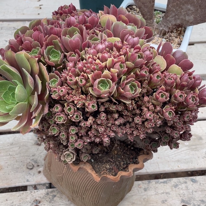 多肉植物等为特色优势资源进行优生1