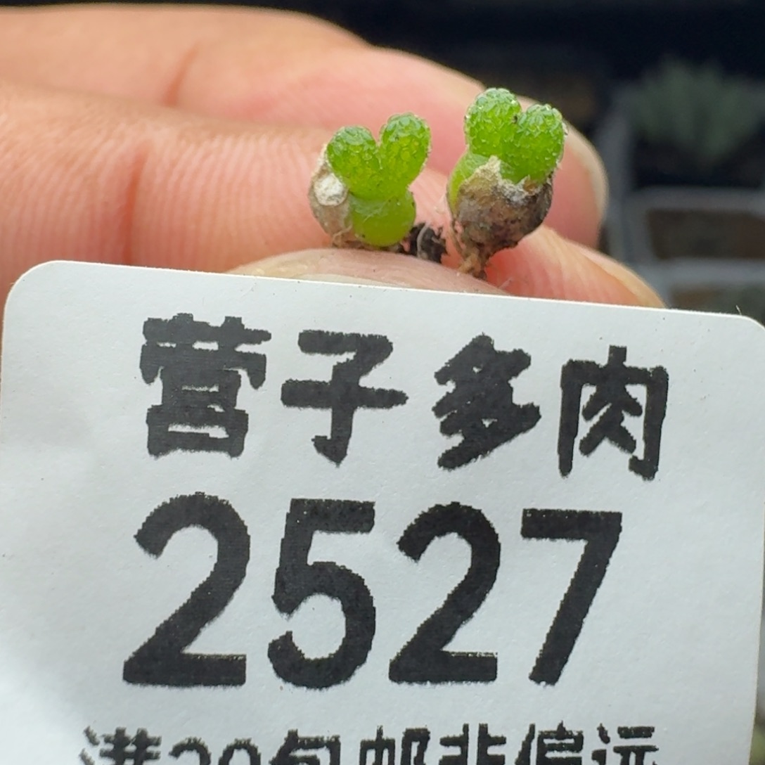 妖奇玉。           