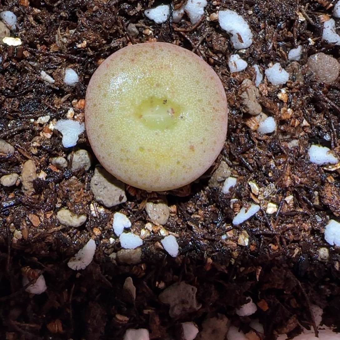 肉锥多肉植物百科-杂交大饼1409