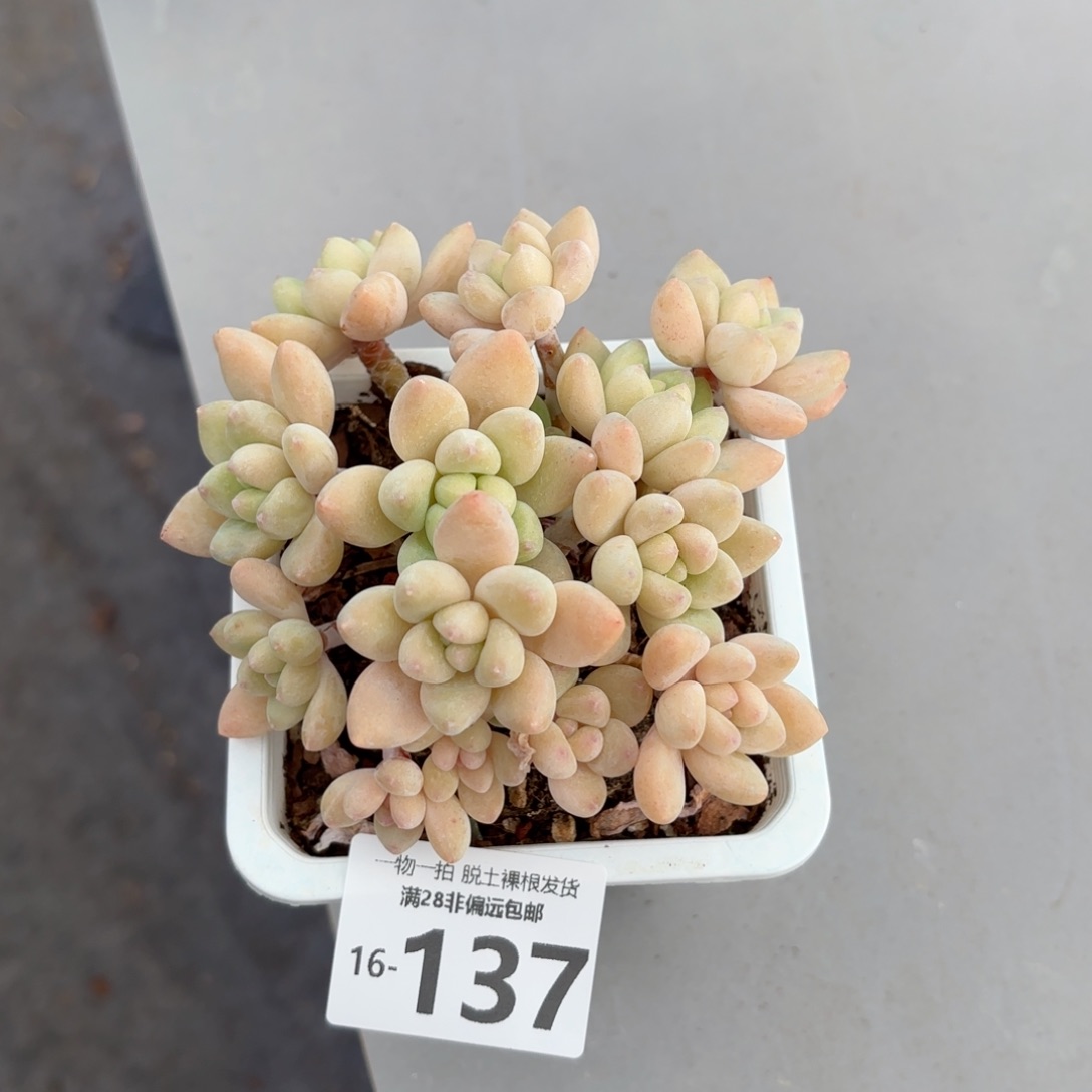 奶酪蛋糕一物一拍