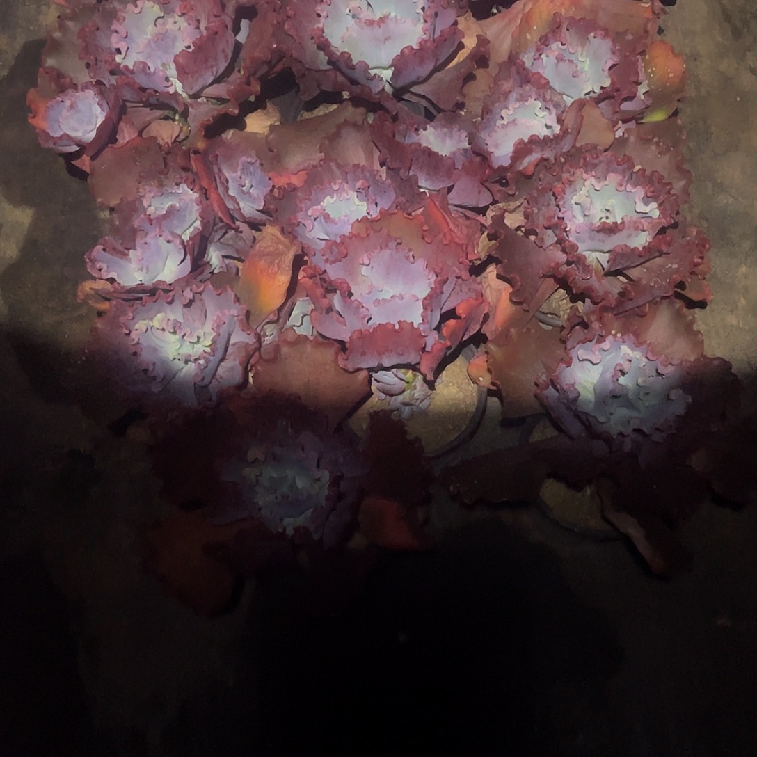 深***蓝11号菜系列多肉带赠品1 3棵