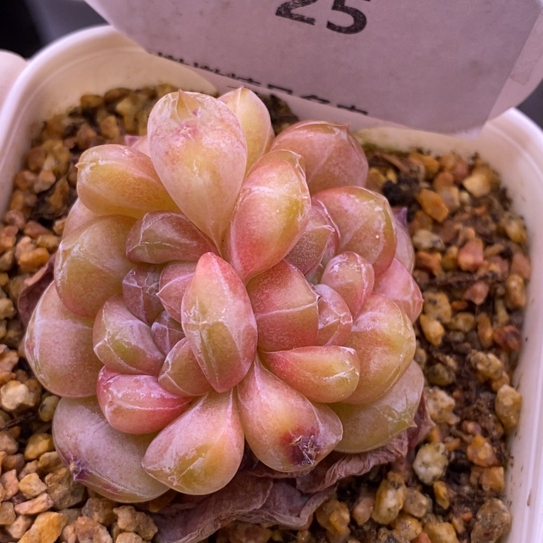 【闪购商品】07-25