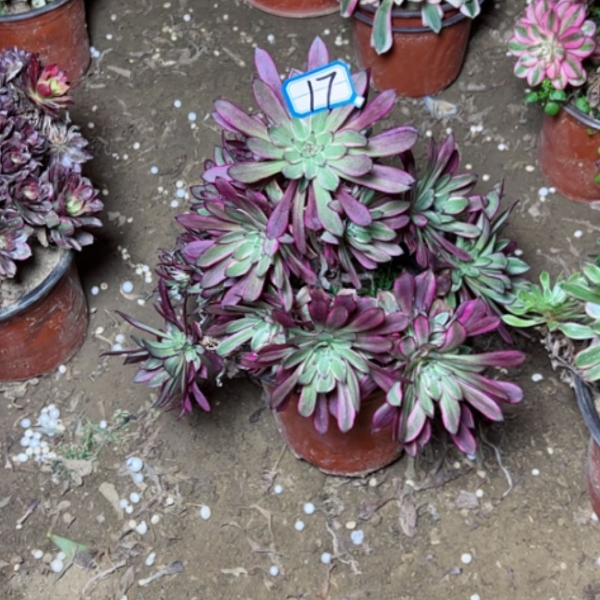 【闪购商品】慈*轩多肉植物处理不售后17