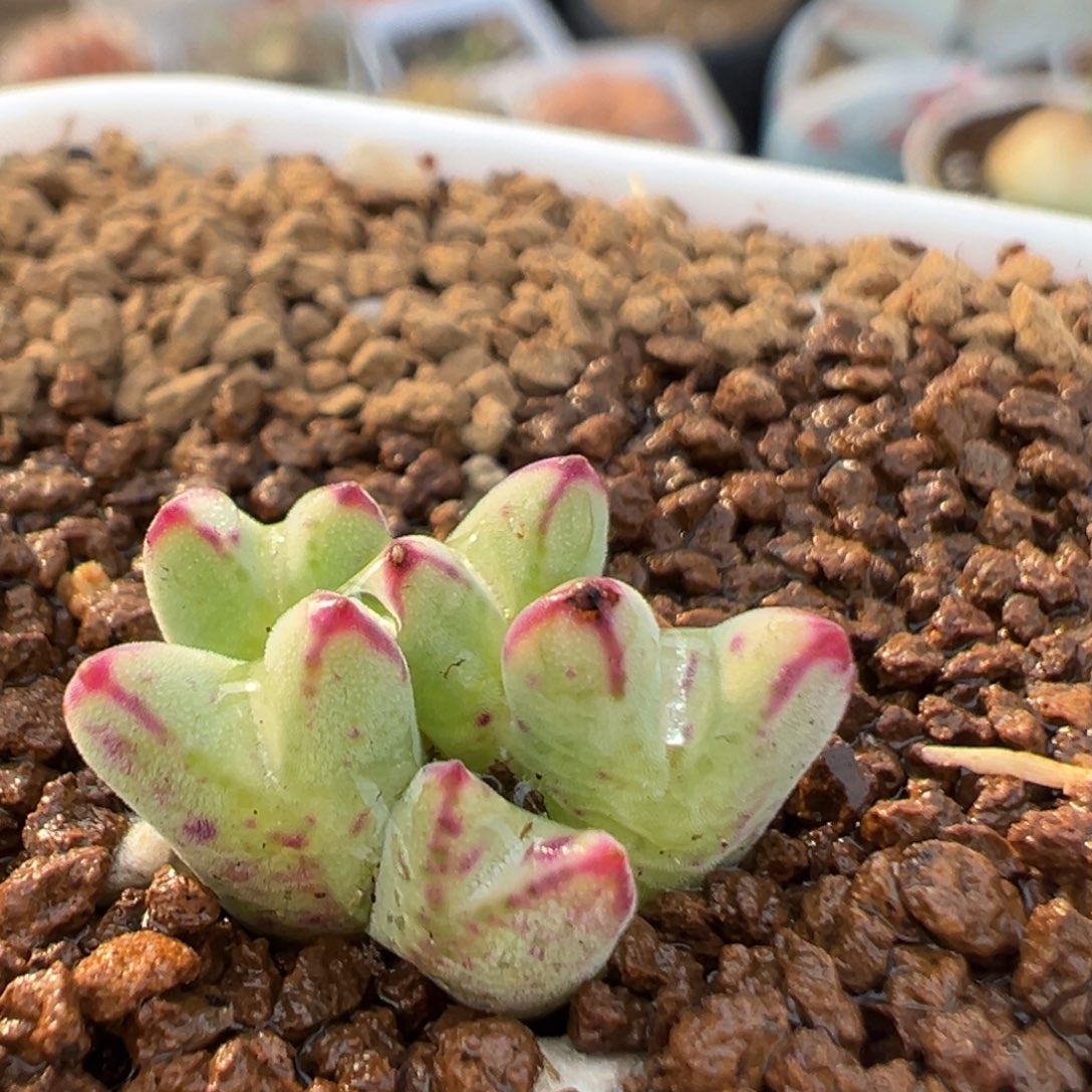 95多肉植物百科猪蹄