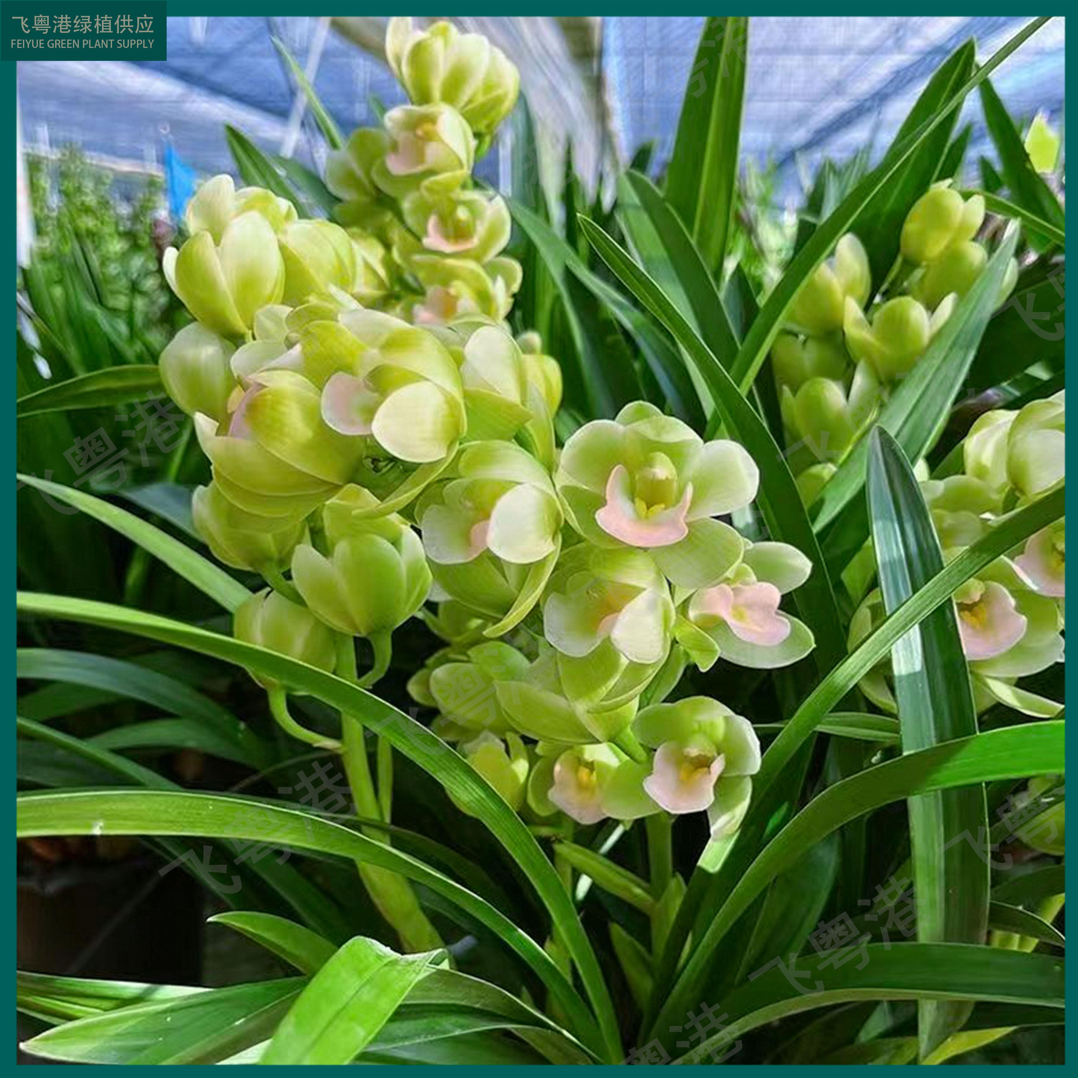 大花蕙兰香水香兰带3-4花剑起开花浓香兰花室内好养品种