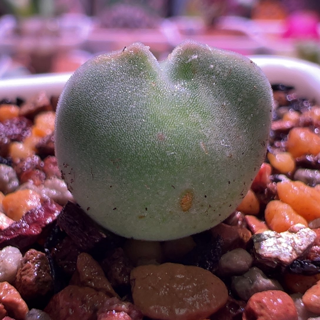 1278，蛙哥短耳空蝉，2年