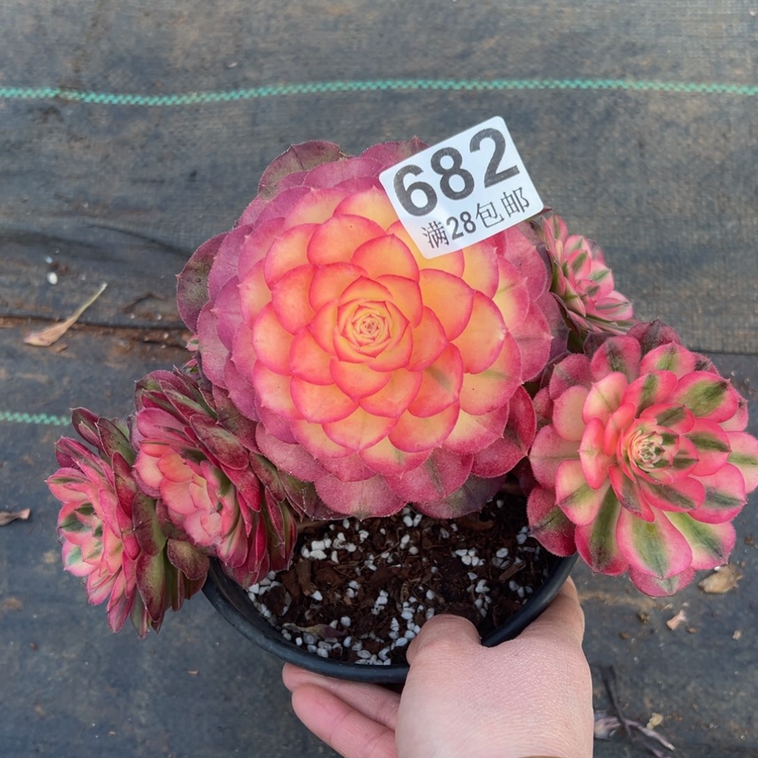 多肉植物682荔枝