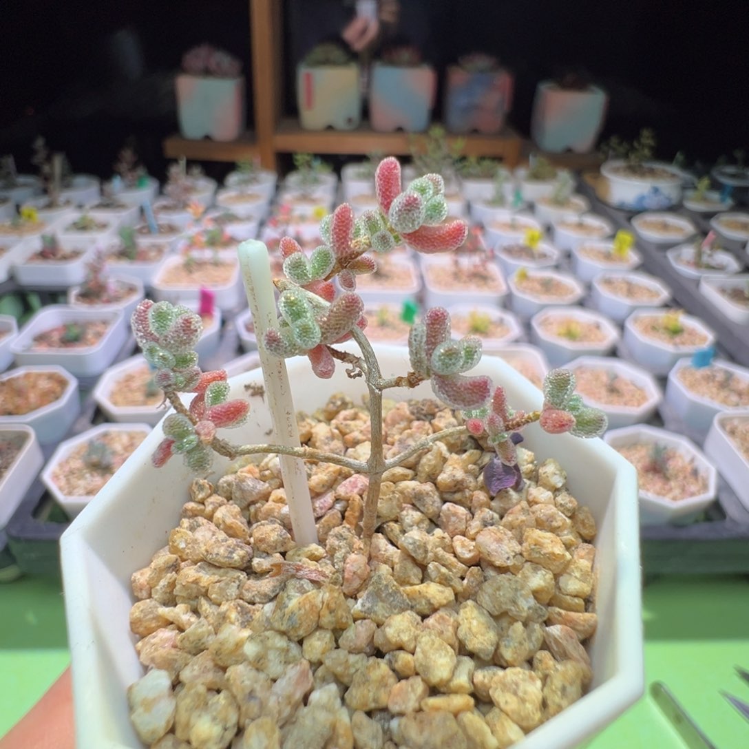 福利，3057实生粉冰晶，一年多，拍下不退不换