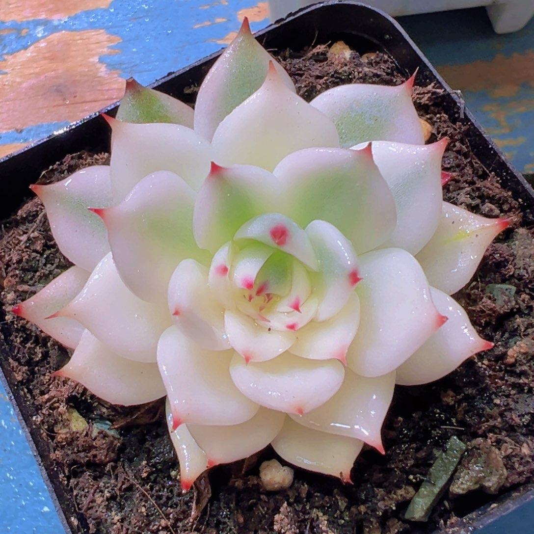 吉娃娃锦，半覆轮锦