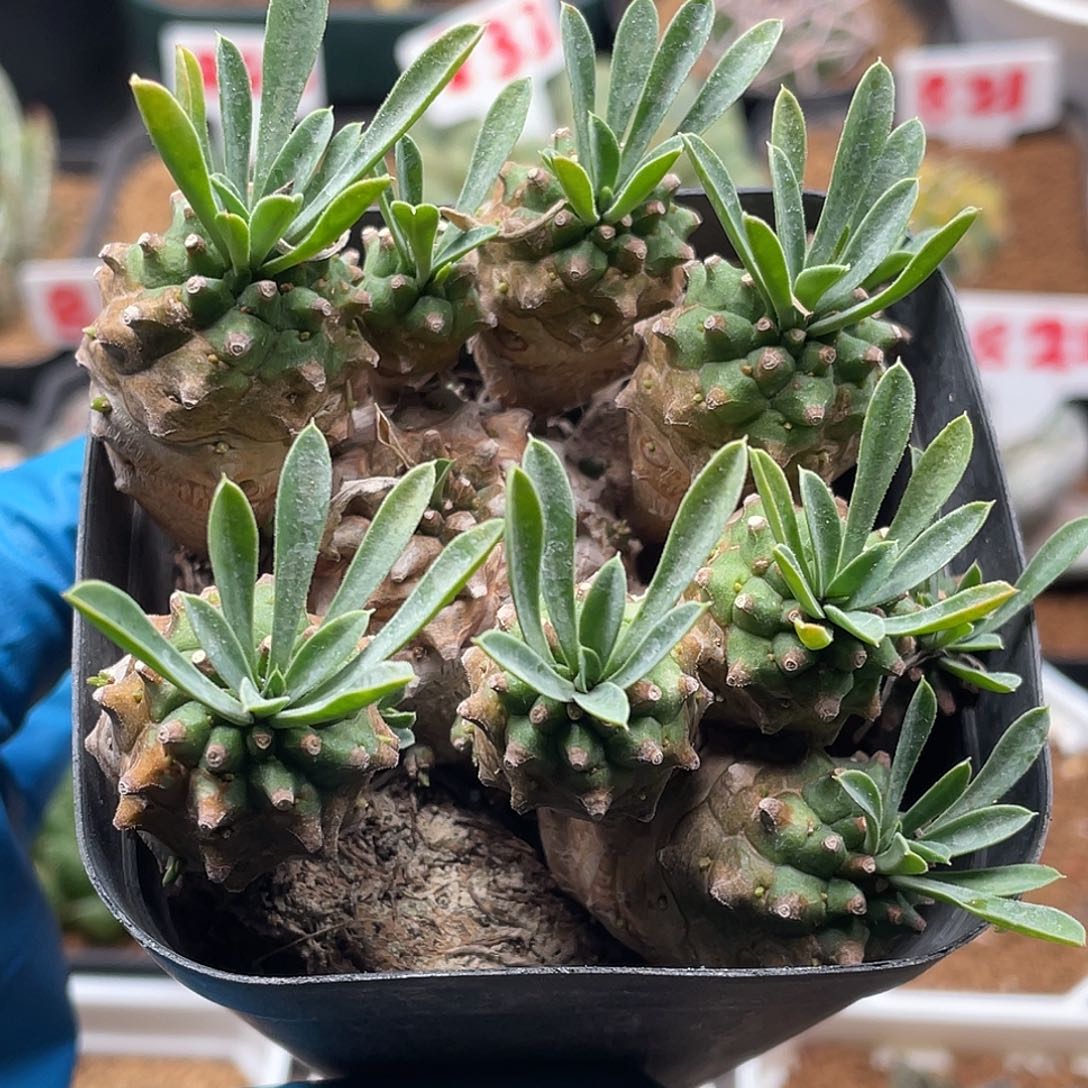 块根峨眉山大戟仙人球多肉