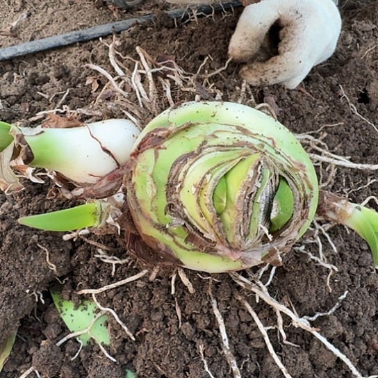甜蜜妮芙4号两个花剑包对版