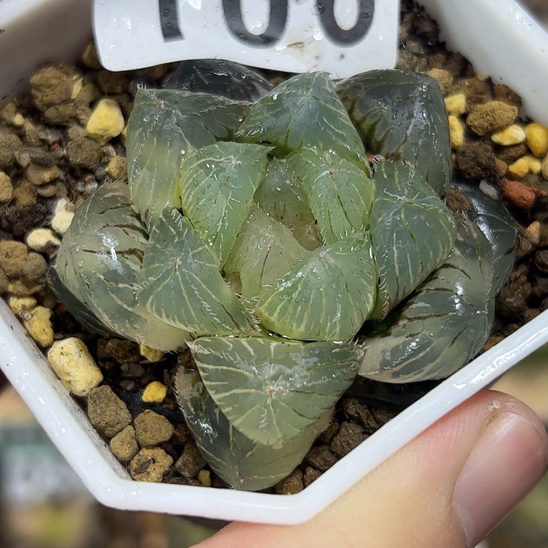特大赤线锦十二卷多肉植物