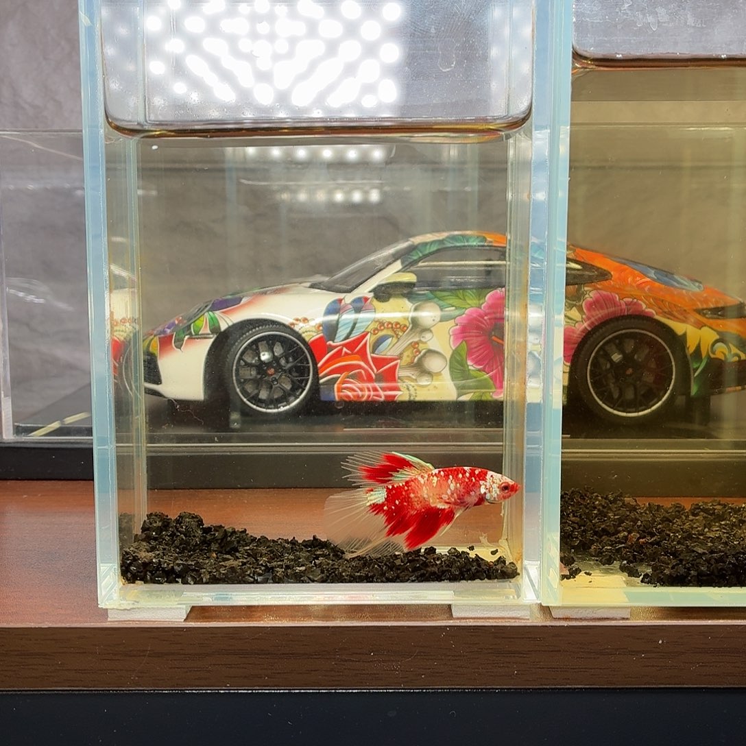 斗鱼彩金半月公鱼