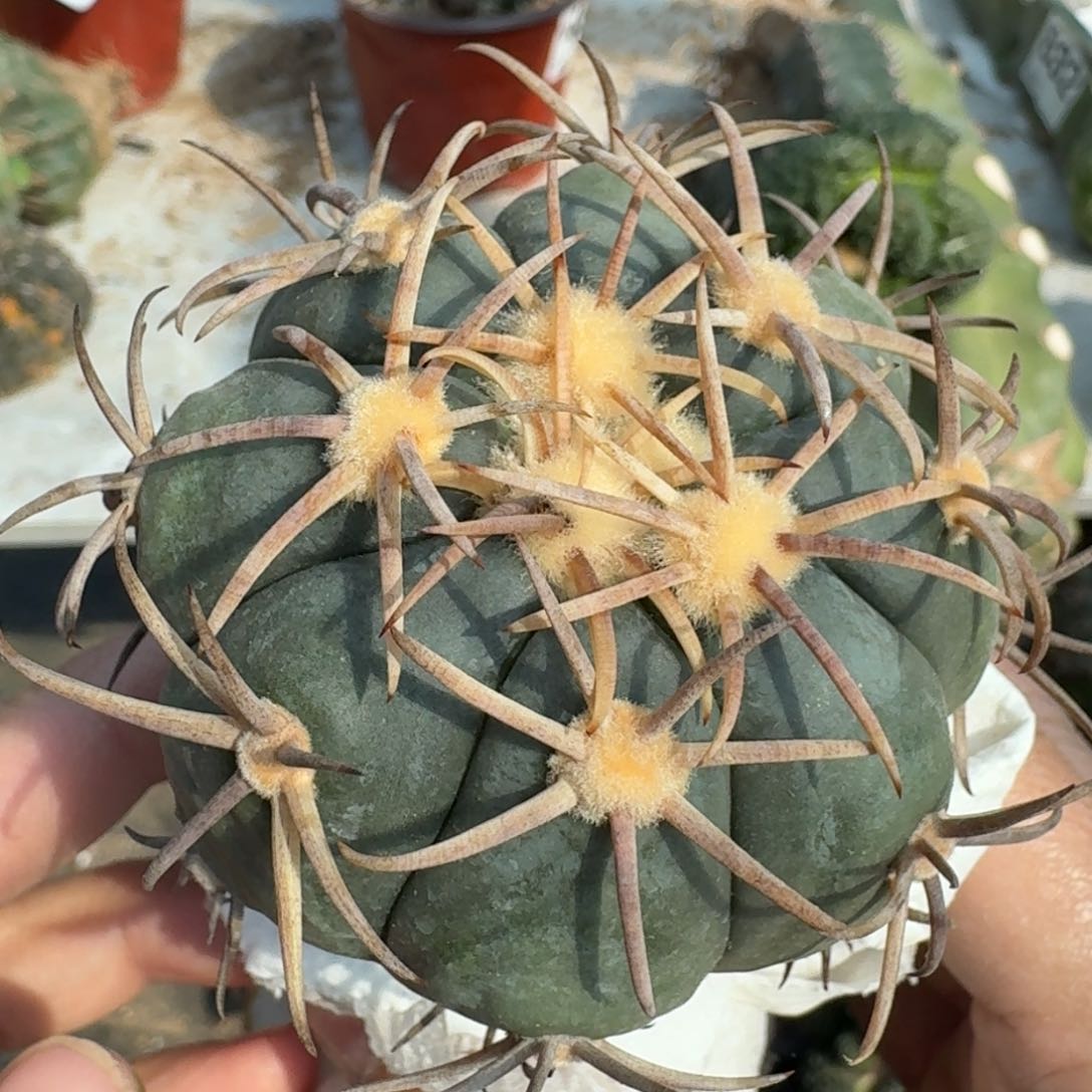 【闪购商品】苗接花王