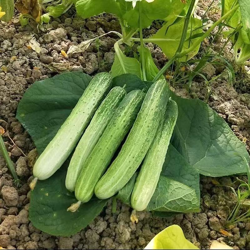 农家新鲜（黄瓜）