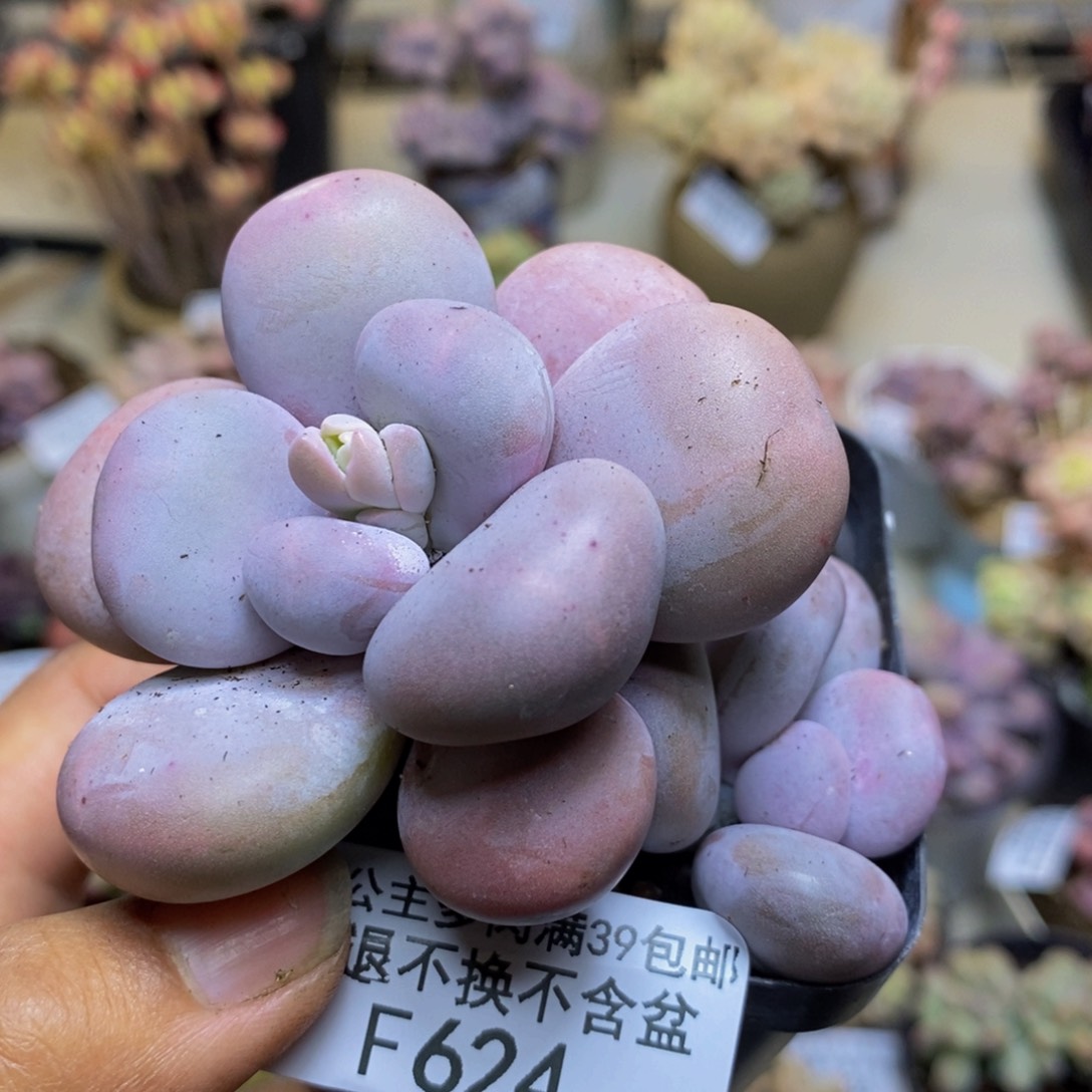 624橙奶多肉肉7c m