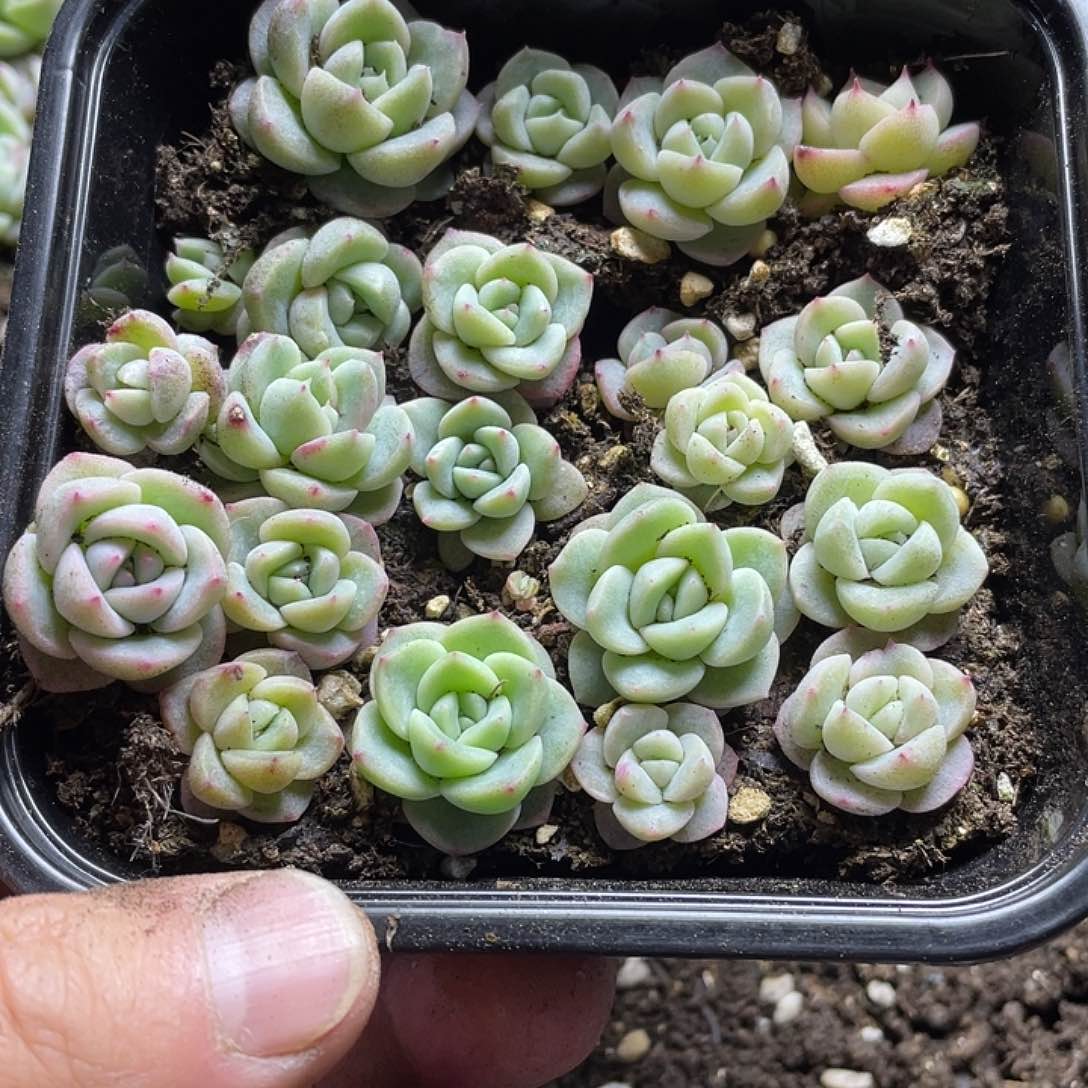 cm珍妮混一物一拍234