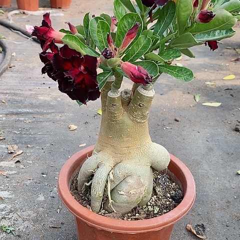 【闪购商品】无花朵S****